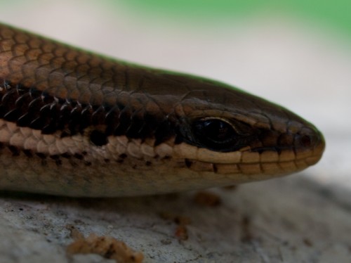 maybuya-unimarginata-bronze-backed-climbing-skink-05222009-104841