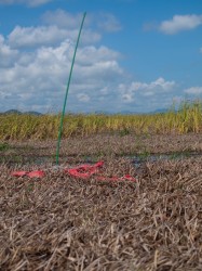 site-e1-decomposition-bags-06012009-101805