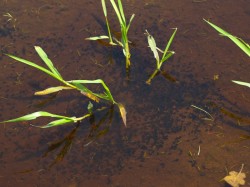 tadpole-density-06022009-105457