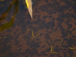 tadpole-density-06022009-105508