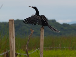 Anhinga anhinga at the fence - 07.11.2009 - 08.24.26