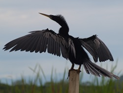 Anhinga anhinga at the fence - 07.11.2009 - 08.25.59