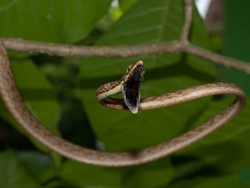 Brown vinesnake - Oxybelis aeneus - 07.11.2009 - 11.14.42