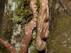 Eyelash Pit-viper - Bothriechis schlegelii - 07.14.2009 - 15.53.33