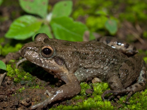 Fring-toad Rainfrog - Leptodactylus melanonotus - 06.14.2009 - 13.52.48