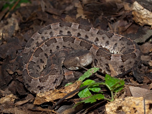 Hog-nosed pit-viper - Porthidium nasutum - 07.11.2009 - 12.03.08