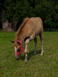 Horses - Coral - 07.25.2009 - 15.05.40