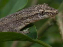 House Gecko - Hemidactylus frenatus - 06.14.2009 - 13.15.34