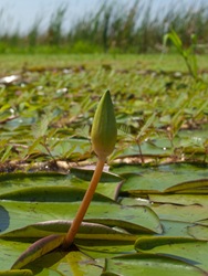 Nymphaeaceae - Nymphaea pulchella - Waterlily - 07.02.2009 - 09.39.28