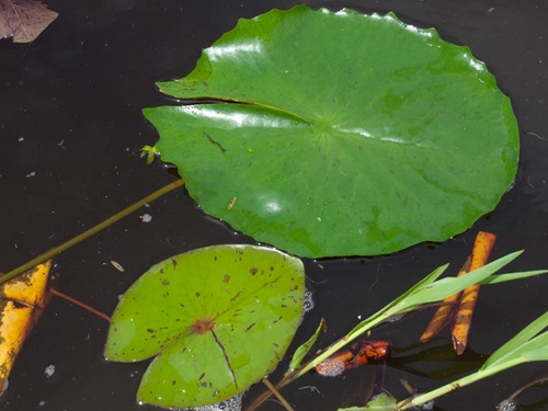 Nymphaeaceae - Nymphaea pulchella and amazonum - Waterlily - 06.29.2009 - 10.11.39