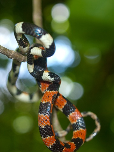 Ringed snaileater - Sibon anthracops - 06.14.2009 - 11.44.43