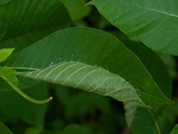 Leaf-folding caterpillar - 06.28.2009 - 14.35.38