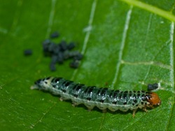 Leaf-folding caterpillar - 06.28.2009 - 14.36.43