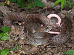 Neotropical Whipsnake - Colubridae - Coluber mentovarius - 06.28.2009 - 13.17.58