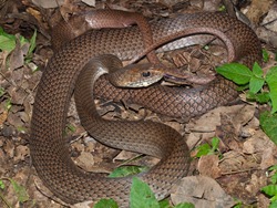 Neotropical Whipsnake - Colubridae - Coluber mentovarius - 06.28.2009 - 13.20.39