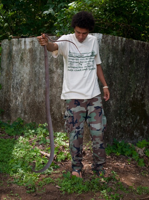 Neotropical Whipsnake - Colubridae - Coluber mentovarius - 06.28.2009 - 13.22.40