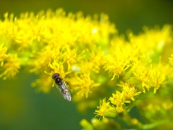 Aster and Syrphidae - 09.04.2009 - 15.11.34