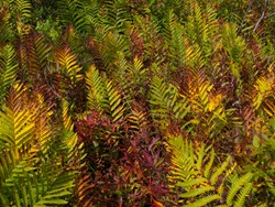 Woodwardia virginiana - Virginia Chain Fern - 09.13.2009 - 09.25.22