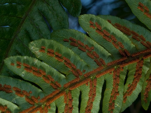 Woodwardia virginica - Virginia chain fern - 09.04.2009 - 15.33.36