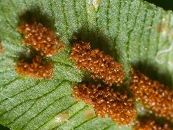 Woodwardia virginica - Virginia chain fern - 09.04.2009 - 15.34.15-2