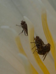 Breeding flies on Nymphea pulchella - 10.17.2009 - 10.29.56