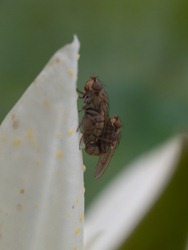 Breeding flies on Nymphea pulchella - 10.17.2009 - 10.35.28