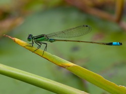 Damsel fly - 10.14.2009 - 09.55.30