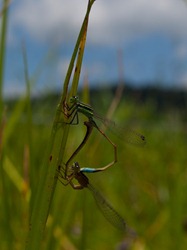 Damsel fly - 10.15.2009 - 11.42.56