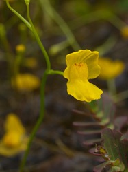 Lentibulariaceae - Utricularia gibba - 10.14.2009 - 09.55.46