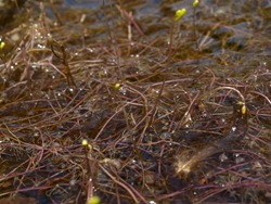 Lentibulariaceae - Utricularia gibba - 10.15.2009 - 11.41.23