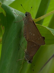 Moth on Thalia - 10.17.2009 - 10.37.11