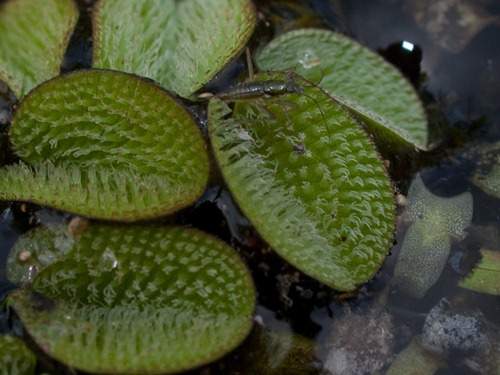 Salvinia minima - 10.17.2009 - 10.41.12