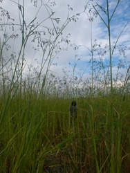 Tall Thalia genticulata - 10.14.2009 - 08.20.34