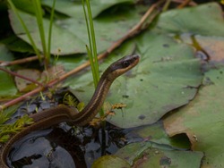 Thamnophis proximus - 10.14.2009 - 08.37.51