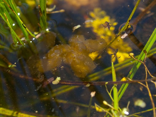 Unknown biofilm - 10.15.2009 - 11.37.43