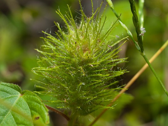 Burr fruit - 10.22.2009 - 16.00.41