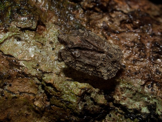 Camouflaged insect - 10.22.2009 - 16.15.57