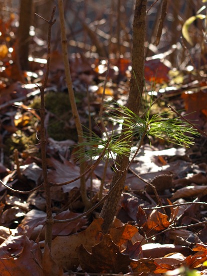 Time Lapse Pine Tree - 11.08.2009 - 09.58.55