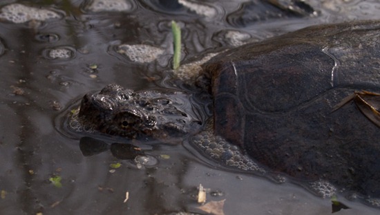 Common snapping turtle - Chelydra serpentina - 04.02.2010 - 14.49.30