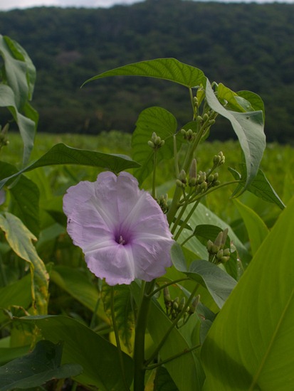 Convolvulaceae - Ipomoea carnea  - 06.15.2010 - 08.34.23