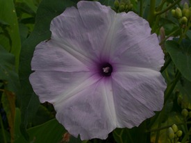 Convolvulaceae - Ipomoea carnea  - 06.15.2010 - 08.34.42