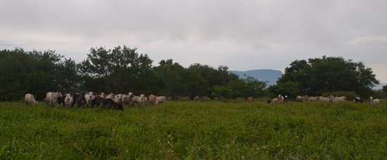 Cows in Lazaro - 06.15.2010 - 15.36.17