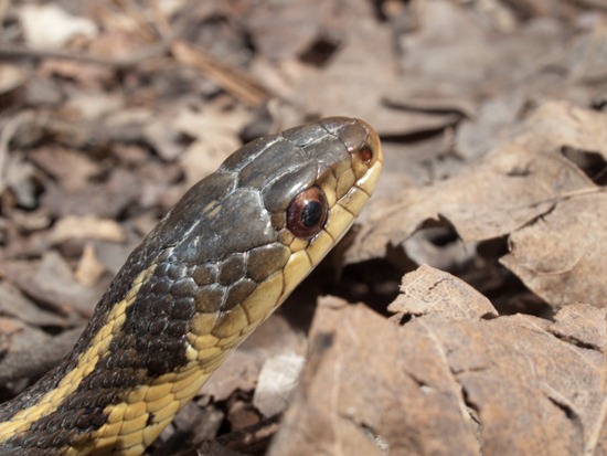 Eastern Garter Snake - Thamnophis sauratis - 04.03.2010 - 09.27.14