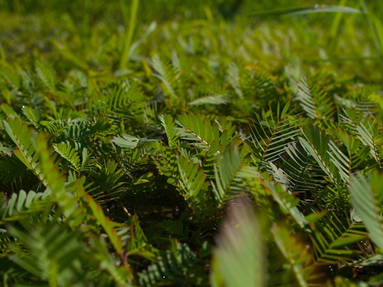 Neptunia prostrata growth - 06.12.2010 - 08.06.05