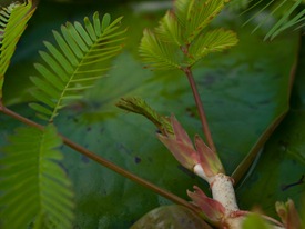 Neptunia prostrata growth - 06.12.2010 - 08.50.29