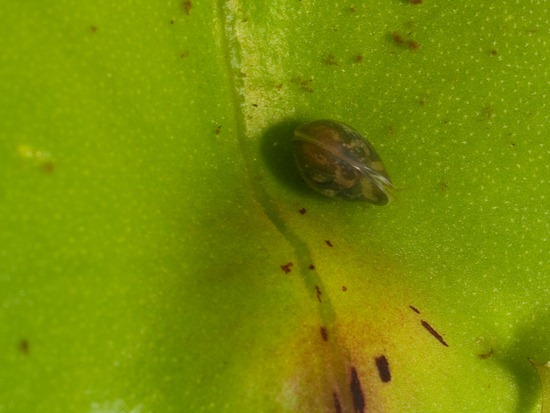 Ostracod - 06.25.2010 - 07.52.43