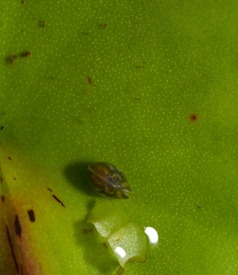 Ostracod - 06.25.2010 - 07.53.12