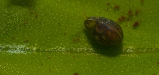 Ostracod - 06.25.2010 - 07.53.45