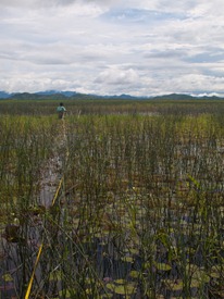 Plant Transect with Rafa - 06.21.2010 - 14.50.42