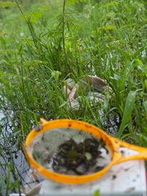 Tadpole collection equipment - 06.15.2010 - 15.34.18